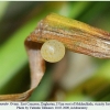 coenonympha leander ovum2
